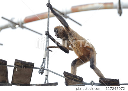 蜘蛛猴，傑弗裡蜘蛛猴 117242072