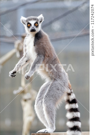 Ring-tailed lemur) Stand up 117242074