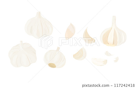 大蒜的插圖 大蒜的插圖 117242418