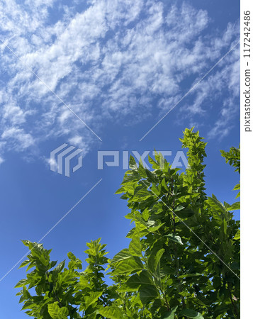 Early summer sky and trees 117242486