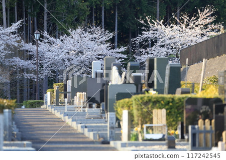 櫻花盛開的墓地 117242545