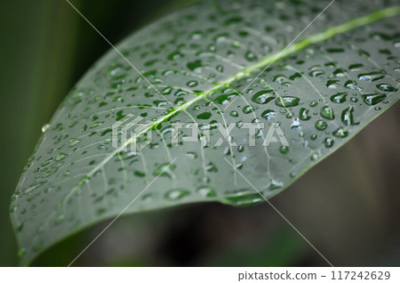 rain drop on the leaf, pagoda tree or frangipani or temple tree and rain drop rain drop on the leaf, pagoda tree or frangipani or temple tree and rain drop 117242629