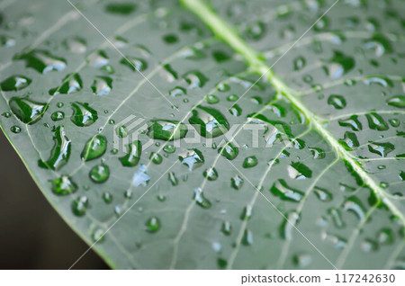 rain drop on the leaf, pagoda tree or frangipani or temple tree and rain drop rain drop on the leaf, pagoda tree or frangipani or temple tree and rain drop 117242630