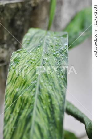 SynonymA sanderae, Variegated Shell Ginger or ZINGIBERACEAE or Alpinia sandrerae and dew drop SynonymA sanderae, Variegated Shell Ginger or ZINGIBERACEAE or Alpinia sandrerae and dew drop 117242633