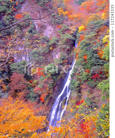 "Japan's 100 Best Waterfalls" Kanba Falls and colorful autumn leaves / "Japan's 100 Best Views" / "Nationally designated place of scenic beauty" "Japan's 100 Best Waterfalls" Kanba Falls and colorful autumn leaves / "Japan's 100 Best Views" / "Nationally designated place of scenic beauty" 117243335