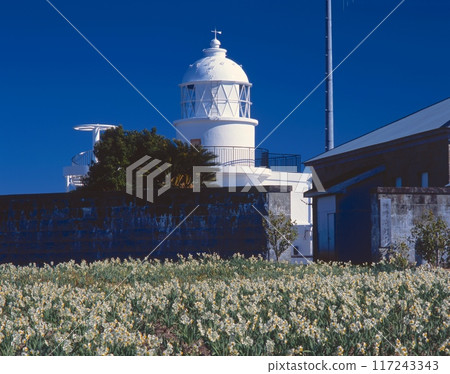Kashinozaki燈塔和一組水仙花(Kii Doshishima,懸崖東端天童最古老的石頭燈塔)“吉野熊野國家公園” Kashinozaki燈塔和一組水仙花(Kii Doshishima,懸崖東端天童最古老的石頭燈塔)“吉野熊野國家公園” 117243343