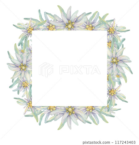 Square wreath of edelweiss flowers. Hand drawn watercolor frame clipart, floral rustic style in pastel colors. Design template for postcard, invitation, printing, wedding, isolated on white background Square wreath of edelweiss flowers. Hand drawn watercolor frame clipart, floral rustic style in pastel colors. Design template for postcard, invitation, printing, wedding, isolated on white background 117243403