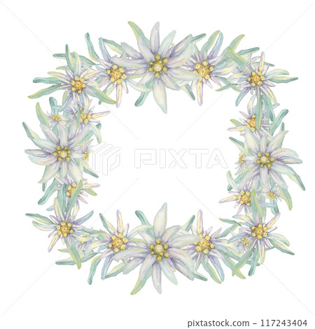 Square wreath of edelweiss flowers. Hand drawn watercolor frame clipart, floral rustic style in pastel colors. Design template for postcard, invitation, printing, wedding, isolated on white background Square wreath of edelweiss flowers. Hand drawn watercolor frame clipart, floral rustic style in pastel colors. Design template for postcard, invitation, printing, wedding, isolated on white background 117243404