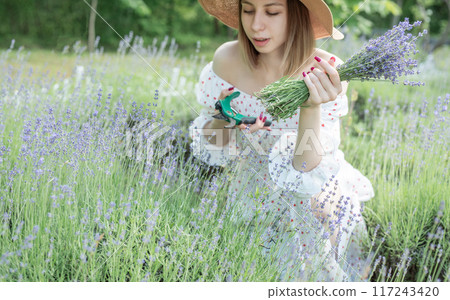 Young  woman picking lavender flowers 117243420
