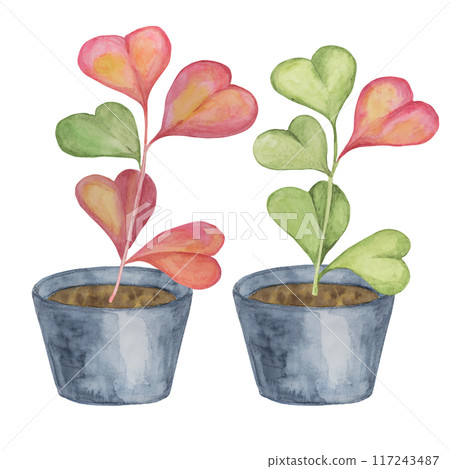 Two pots with hoya kerrii plants in watercolor. Pink, green sweetheart love plant in a pot clipart isolated on white background. Mothers, Fathers day hand drawn design for printing, cards, gift Two pots with hoya kerrii plants in watercolor. Pink, green sweetheart love plant in a pot clipart isolated on white background. Mothers, Fathers day hand drawn design for printing, cards, gift 117243487
