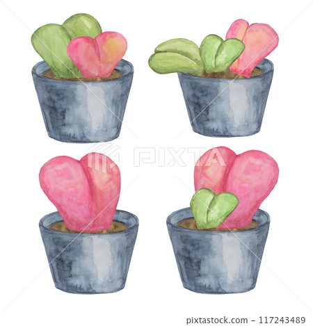 Four sweetheart hoya plants in watercolor. Pink, green Hoya kerrii love plants in a pot clipart isolated on white background. Mothers, Fathers day hand drawn design for printing, cards, gift wrapping 117243489
