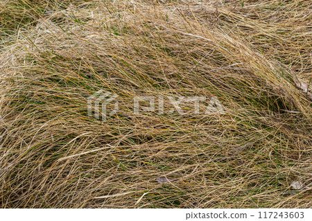 texture of dry grass from top view 117243603