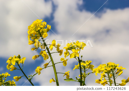 Blooming canola field and blu sky with stormy clouds 117243626