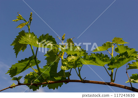 Young green tender leaves of grapes on a background of blue sky in spring Young green tender leaves of grapes on a background of blue sky in spring 117243630