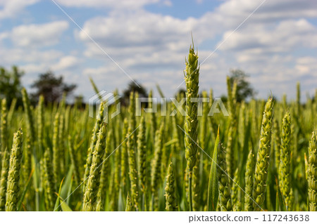 Green wheat field. Green background with wheat. Young green wheat seedlings growing on a field. Agricultural field on which grow immature young cereals, wheat 117243638