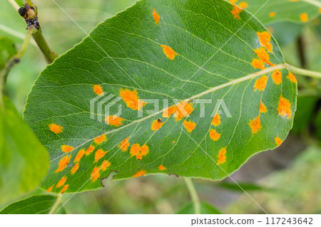 Pear leaves with pear rust infestation 117243642