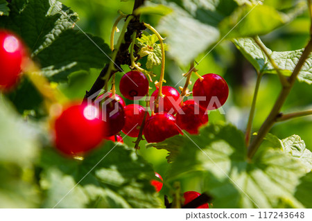 Red currant berries grow in sunny garden. Red currants plantation in summer field. Red currant berries in sunny garden 117243648