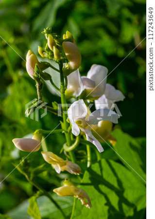 Plants of the kidney bean with flowers and young ripening pods on a plantation, view from the bottom 117243649