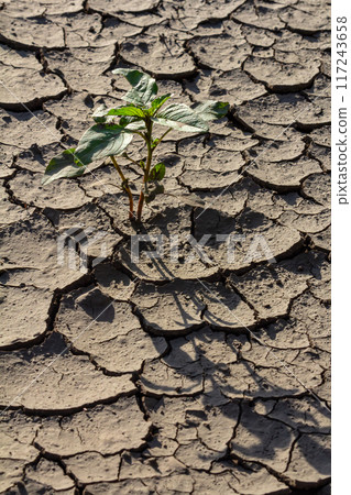 Wall texture soil dry crack pattern of drought lack of water of nature brown old broken background 117243658
