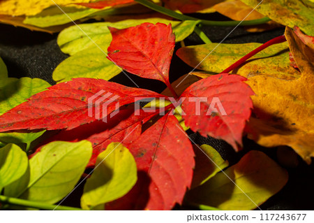 Colorful and bright background made of fallen autumn leaves Colorful and bright background made of fallen autumn leaves 117243677
