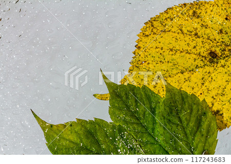 abstract background fall, glass drops autumn yellow leaves wet october weather abstract background fall, glass drops autumn yellow leaves wet october weather 117243683