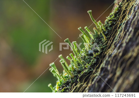 Close up of the trumpet lichen Cladonia fimbriata between stone flowers and moss on a rock Close up of the trumpet lichen Cladonia fimbriata between stone flowers and moss on a rock 117243691
