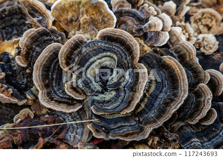 Trametes versicolor, also known as Polyporus versicolor, is a common polypore mushroom found throughout the world and also a well-known traditional medicinal mushroom growing on tree trunks Trametes versicolor, also known as Polyporus versicolor, is a common polypore mushroom found throughout the world and also a well-known traditional medicinal mushroom growing on tree trunks 117243693