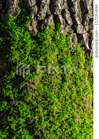 old wood tree bark texture with green moss old wood tree bark texture with green moss 117243694