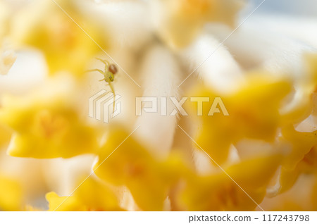 花雲和三俁花 花雲和三俁花 117243798