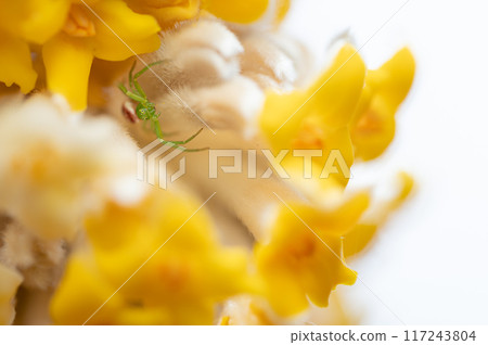 花雲和三俁花 花雲和三俁花 117243804