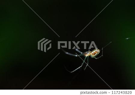 Tetragnatha pratensis Tetragnatha pratensis 117243820