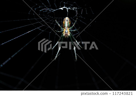 Tetragnatha pratensis Tetragnatha pratensis 117243821