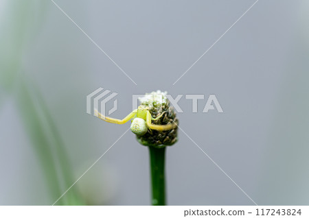 一隻蜘蛛在越穀星草的花上等待獵物 117243824