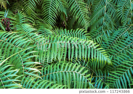 Cibotium Glaucum (Hawaiian tree fern) Cibotium Glaucum (Hawaiian tree fern) 117243866