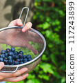 Close-up of blueberries in a colander 117243899