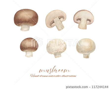 Watercolor painting of white and brown mushrooms and their cross sections 117244144