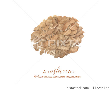 Illustration of Maitake mushroom drawn in watercolor Illustration of Maitake mushroom drawn in watercolor 117244146