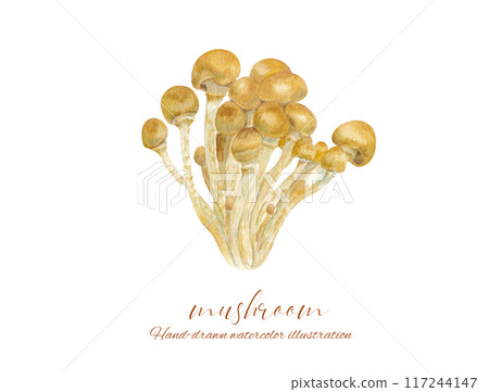 Watercolor illustration of nametake mushroom Watercolor illustration of nametake mushroom 117244147