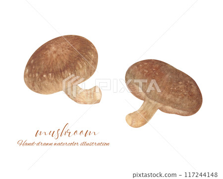 Illustration of shiitake mushrooms drawn in watercolor 117244148