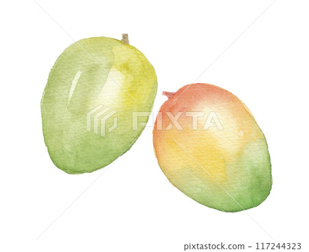 Keitt mango painted in watercolor 117244323