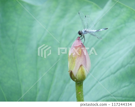 蜻蜓停在蓮花中 117244334