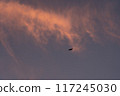 夕陽下天空中飛翔的鳥兒 117245030