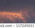 鳥兒在黃昏的天空中飛翔 117245031