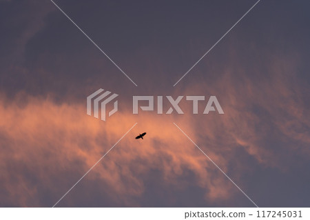 鳥兒在黃昏的天空中飛翔 鳥兒在黃昏的天空中飛翔 117245031