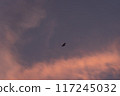 日落在天空的飛鳥 117245032