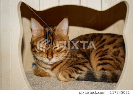 Bengal cat napping in cat house. Bengal cat napping in cat house. 117245051