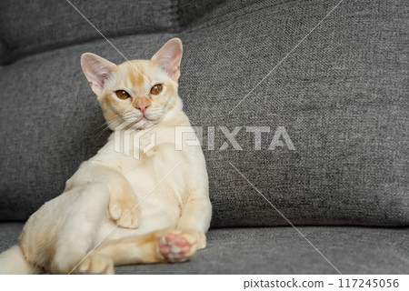 Burmese red kitten resting on the sofa. Burmese red kitten resting on the sofa. 117245056