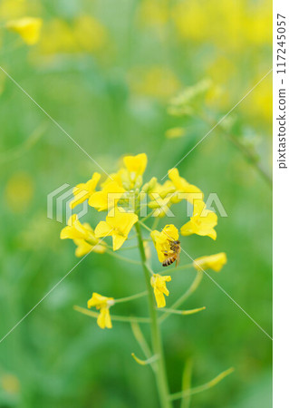 Honeybee in a flower field 117245057