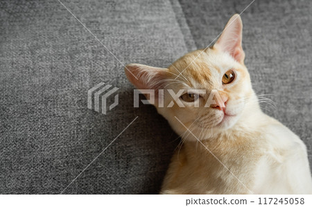 Burmese red kitten resting on the sofa. Burmese red kitten resting on the sofa. 117245058