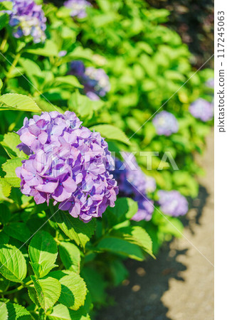 Large purple hydrangea 117245063